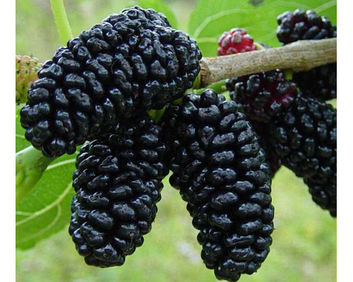 Шелковица