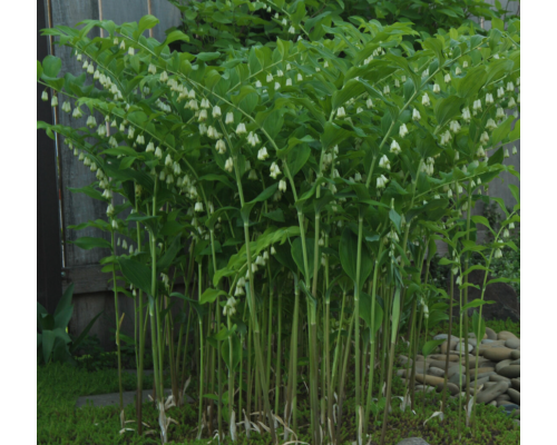 Купена